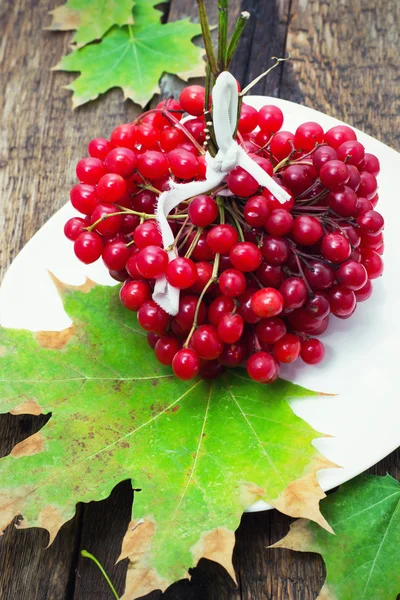 Fruit plants viburnum — Stock Photo, Image