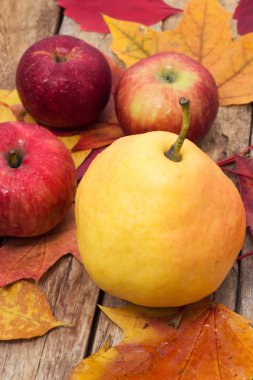 Olgun, tatlı elma sonbaharda hasat