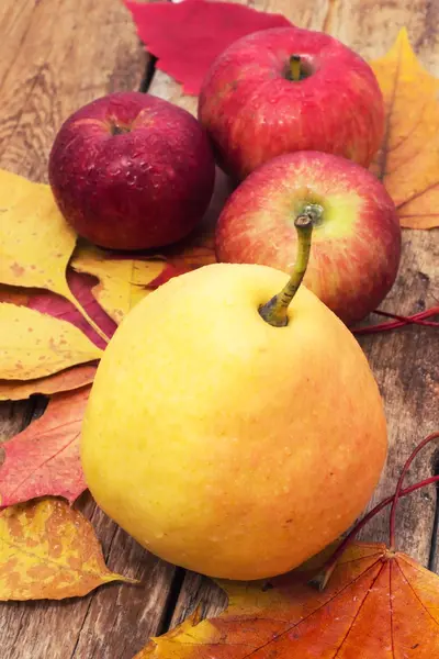 Pear autumn harvest — Stock Photo, Image