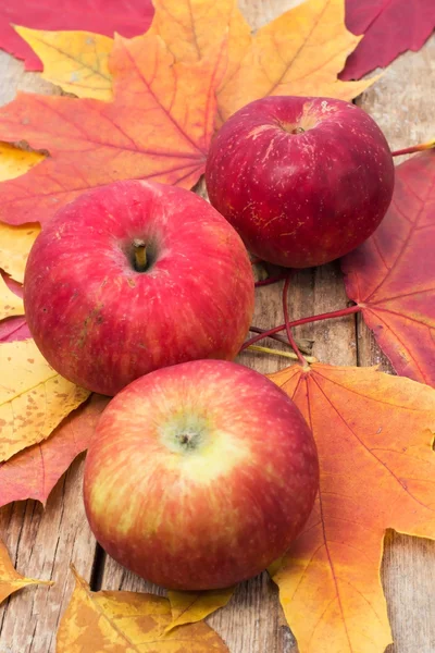 Reife, süße Apfelernte im Herbst — Stockfoto