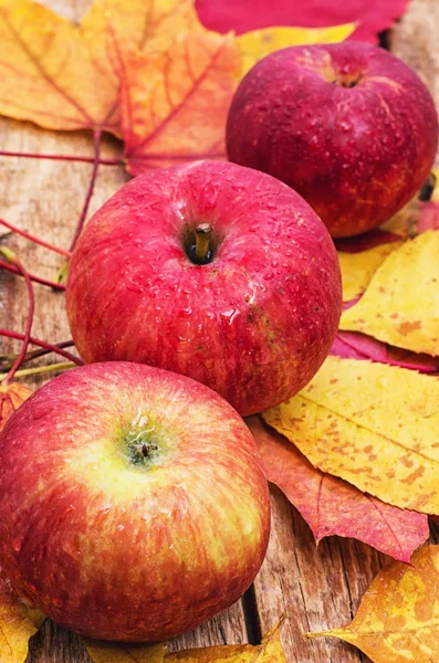 Olgun, tatlı elma sonbaharda hasat ve düşen yapraklar — Stok fotoğraf