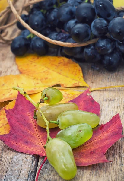 Frische Reben — Stockfoto