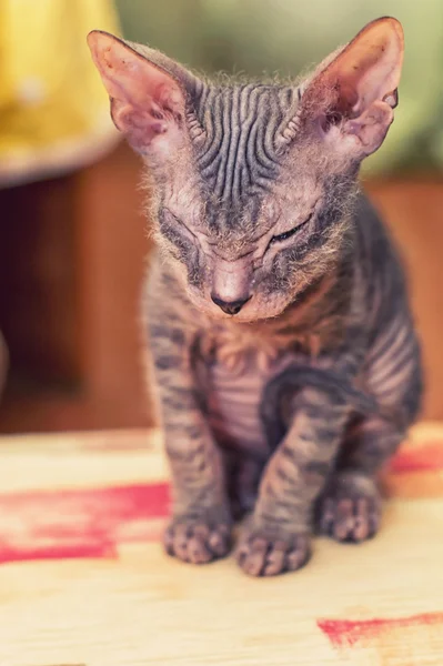 Charming kitten — Stock Photo, Image