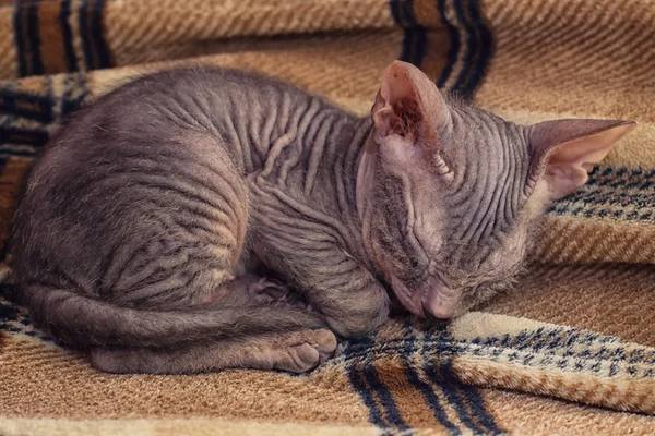 Sjarmerende kattunge – stockfoto