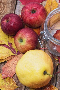 Üç olgun elma sonbahar çeşitleri