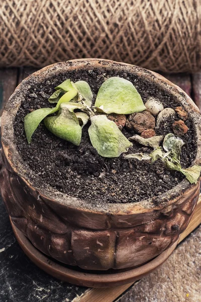 Plantas secas — Foto de Stock