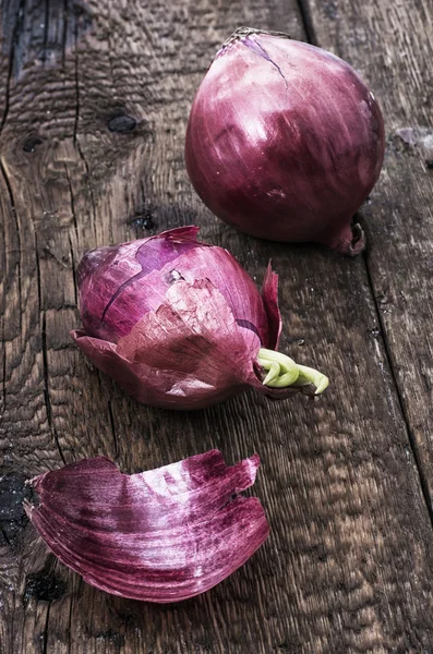 Zwiebeln — Stockfoto