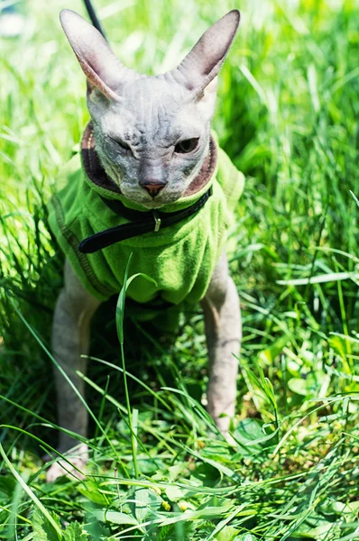 Gato joven — Foto de Stock