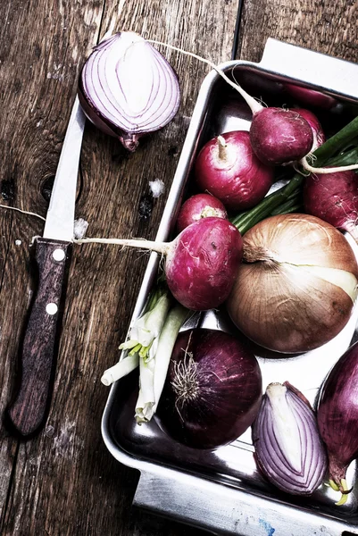 Cebollas y rábanos —  Fotos de Stock