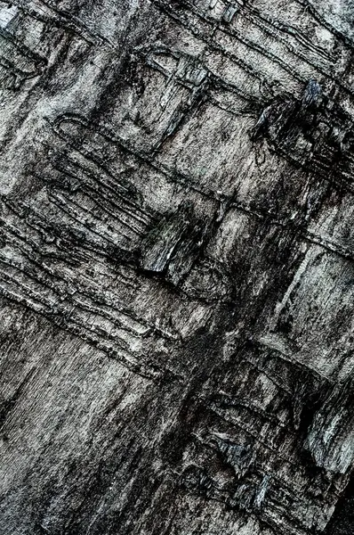 Textury starý strom — Stock fotografie