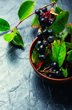 Bir sürü taze böğürtlen. Aronia melanocarpa.Bitkisel ilaç ve homeopati.