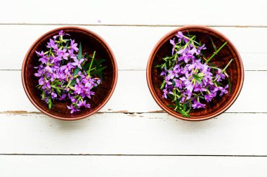 İvan çayı kasede. Bitkisel ilaçların içinde söğüt çiçeği. İlaç açan Sally.