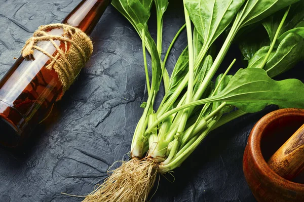 Teinture Plantain Dans Une Bouteille Verre Potion Guérison Herbes Médicinales — Photo