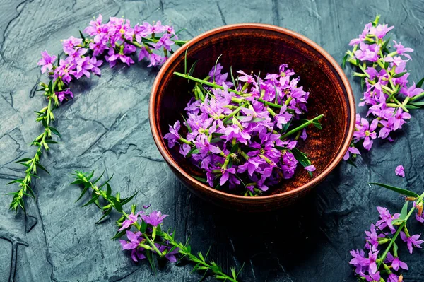 Ivan Tea Clay Bowl Blooming Willow Herb Herbal Medicine — Stock Photo, Image