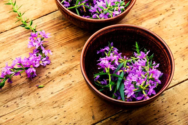 Ivan Tea Bowl Blooming Willow Herb Herbal Medicine Medicative Blooming — Stock Photo, Image