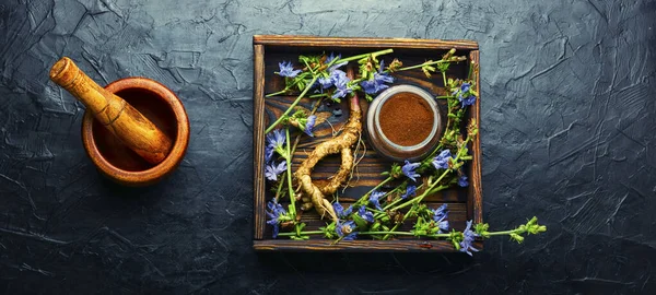 Raíz Achicoria Flores Achicoria Planta Silvestre Medicina Alternativa Cichorium Intybus — Foto de Stock