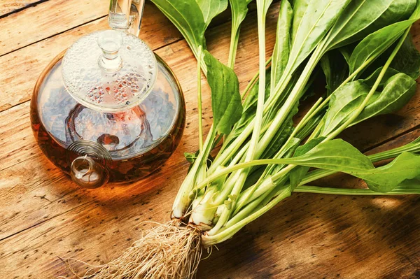 Genezende Weegbree Thee Glazen Theepot Met Kruidenweegbree Thee Natuurlijke Kruidengeneeskunde — Stockfoto