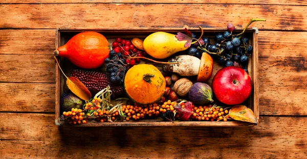 Herbst Stillleben Von Kürbissen Pilzen Äpfeln Feigen Und Beeren — Stockfoto