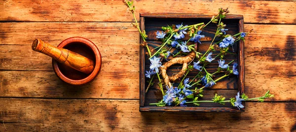 Chicory Root Chicory Flowers Weed Wild Plant Herbal Medicine — Stock Photo, Image