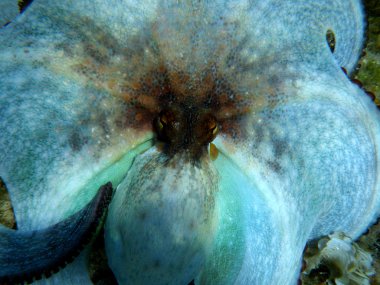 Korkmuş ahtapot (Octopus vulgaris)