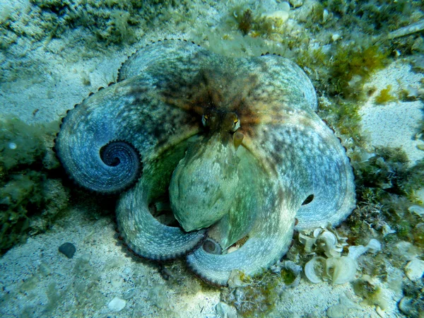 Oooctopus effrayé — Photo