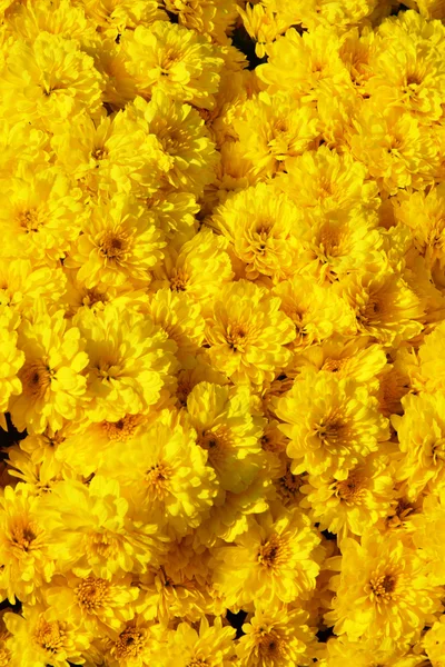 Abstrakt bakgrund blommor. Närbild. — Stockfoto