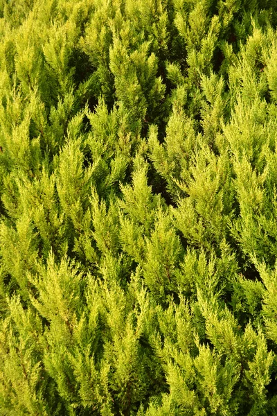 Green cypress — Stock Photo, Image