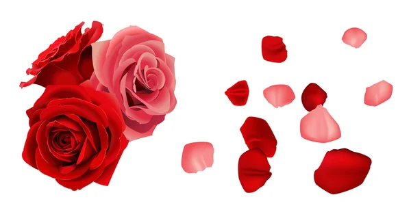 Rose mit abgefallenen Blütenblättern — Stockvektor