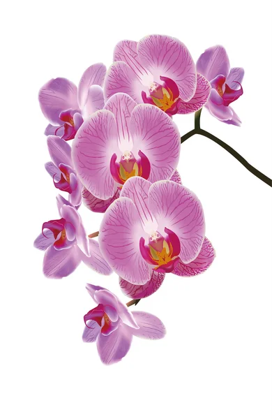 Orquídea china — Vector de stock