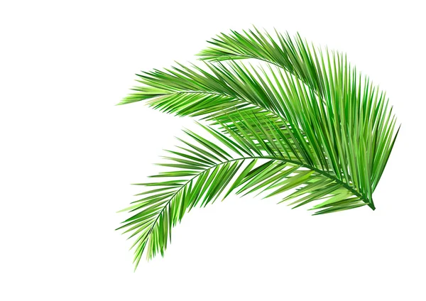 Palm leaves — Stock Vector