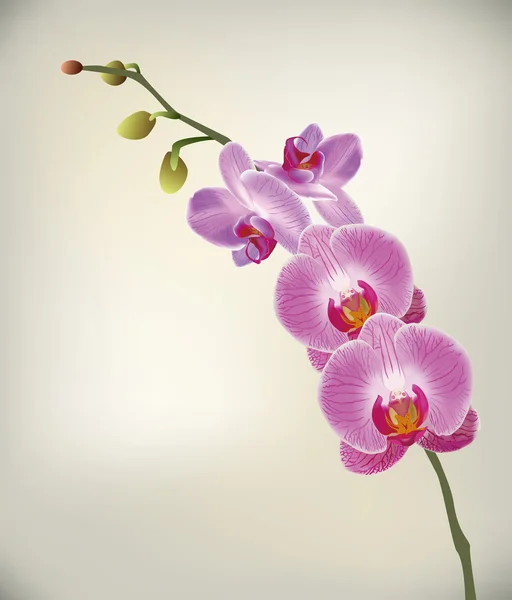 Orchidee — Stockvector