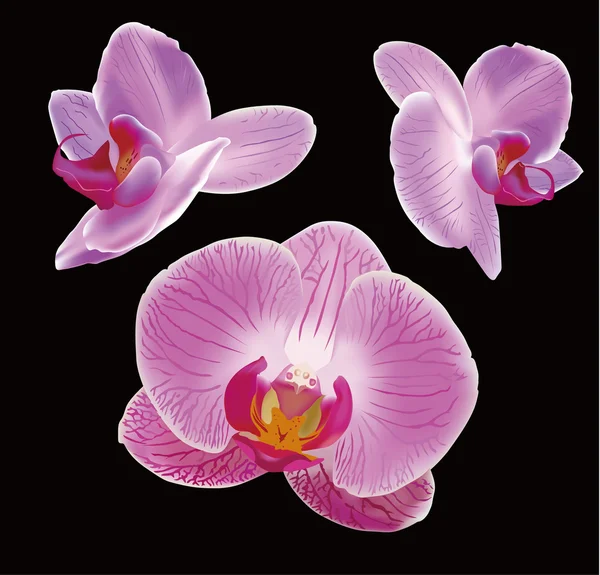 Orchidée — Image vectorielle