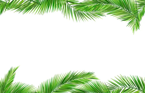 Hojas de palmera — Vector de stock