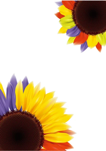 Girasol — Vector de stock