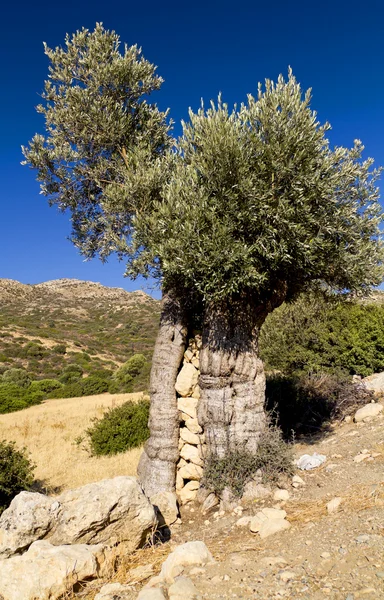 Oude olijfboom gevuld met stenen — Stockfoto