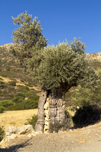 Oude olijfboom in Griekenland — Stockfoto