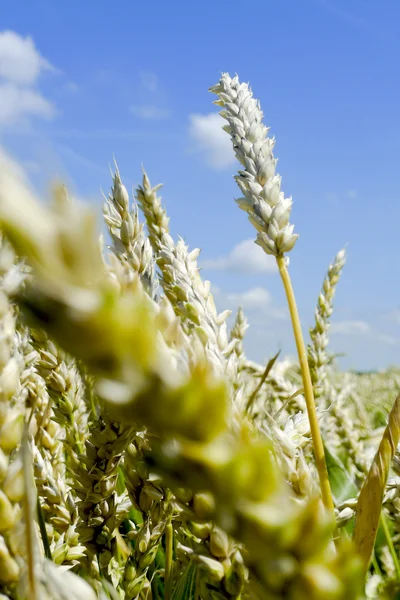 Single stem of wheat in a field — Stock Photo, Image