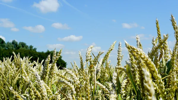 Panorama of wheat cereal in a field — Stock Photo, Image