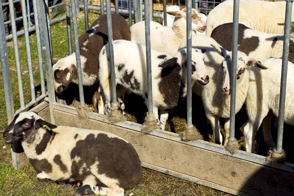 Молодые черно-белые ягнята в овечьей ручке — стоковое фото