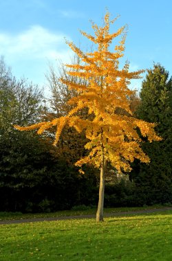 Tek altın renkli sonbahar ağaç parkta