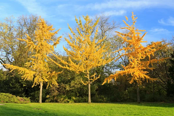 Tres coloridos árboles de otoño de pie en una fila — Foto de Stock