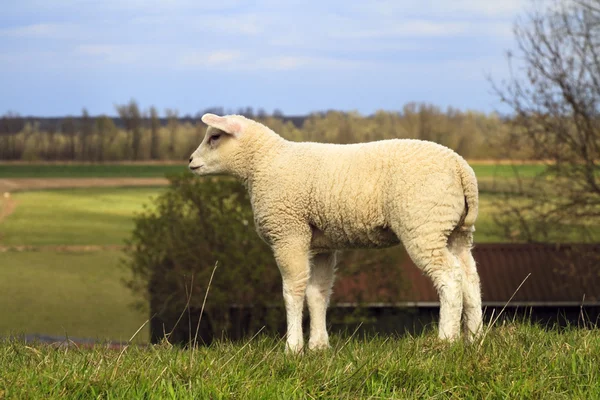 Young lamb looking — Stock Photo, Image