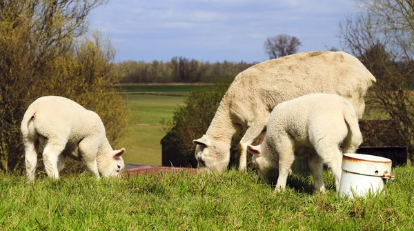 母親と 2 つの若い子羊 — ストック写真