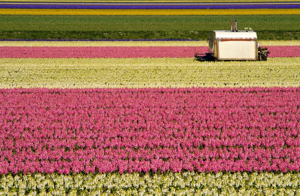 Cutting machine in the hyacinth fields — Stock Photo, Image