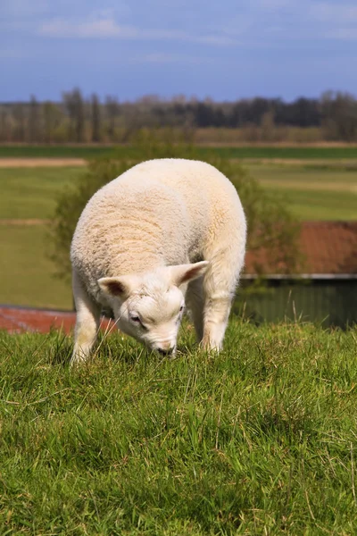 New born lamb grazing — Stock Photo, Image