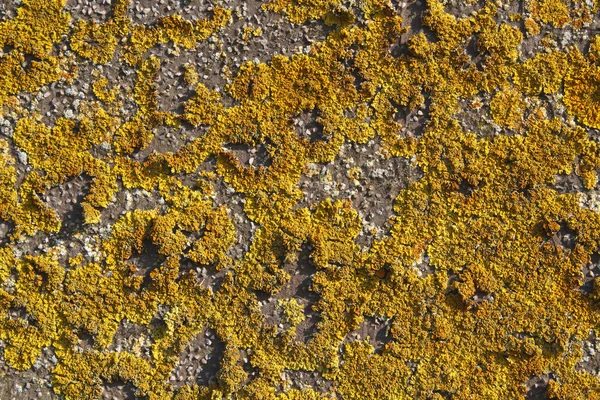 Líquenes amarelos em uma parede de pedra — Fotografia de Stock