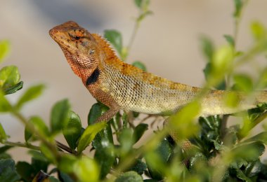 calotes versicolor oryantal Bahçe kertenkele