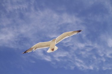 havada süzülerek martı