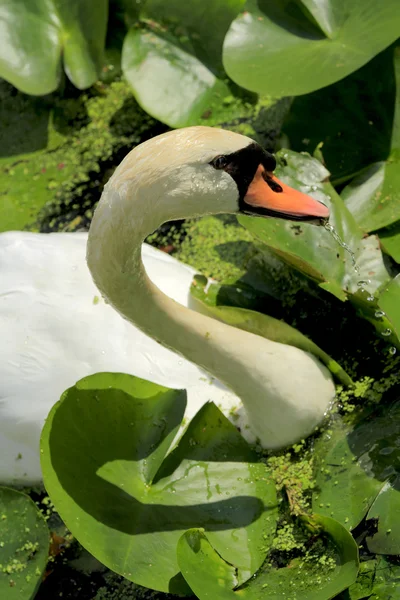 Swan between the water lilies — Stock Photo, Image