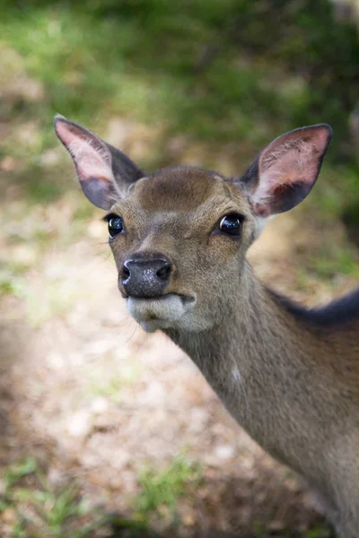 Young deer staring — Stock Photo, Image